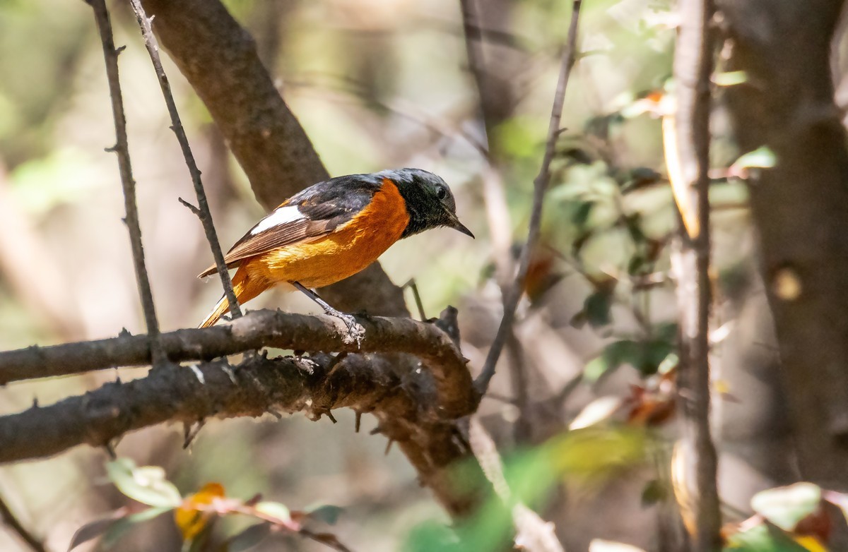 北红尾鸲（二十四）