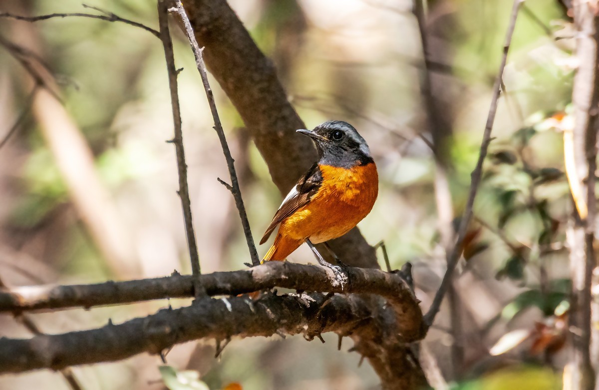 北红尾鸲（二十四）