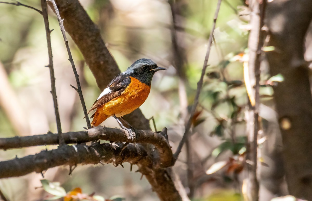 北红尾鸲（二十四）