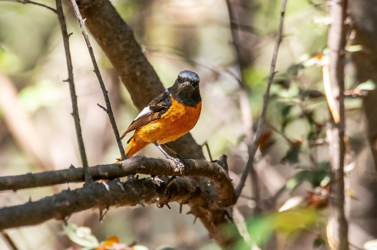 北红尾鸲（二十四）