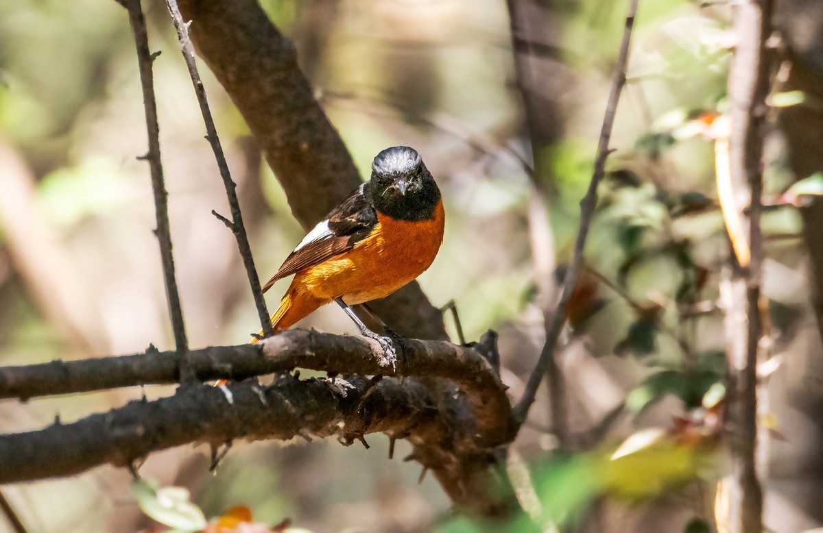 北红尾鸲（二十四）