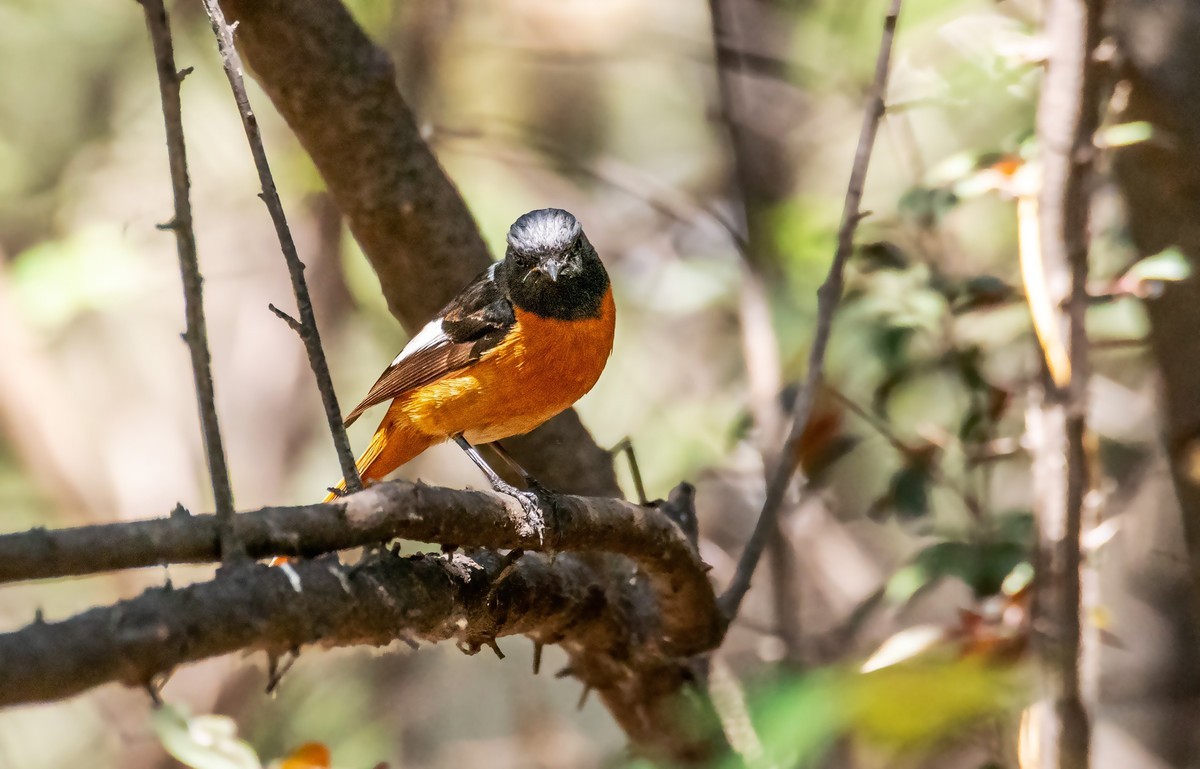 北红尾鸲（二十四）