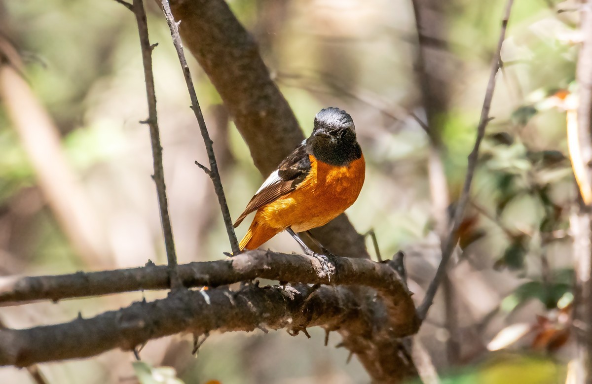 北红尾鸲（二十四）