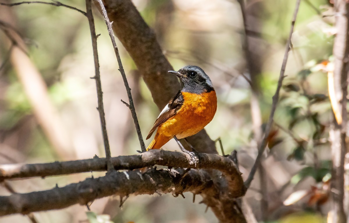 北红尾鸲（二十四）