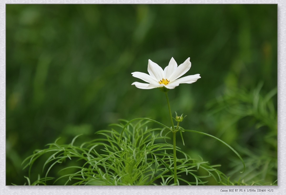 秋英花【乙巳年-154】