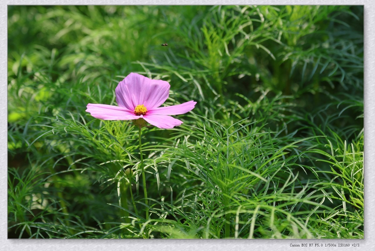 秋英花【乙巳年-154】