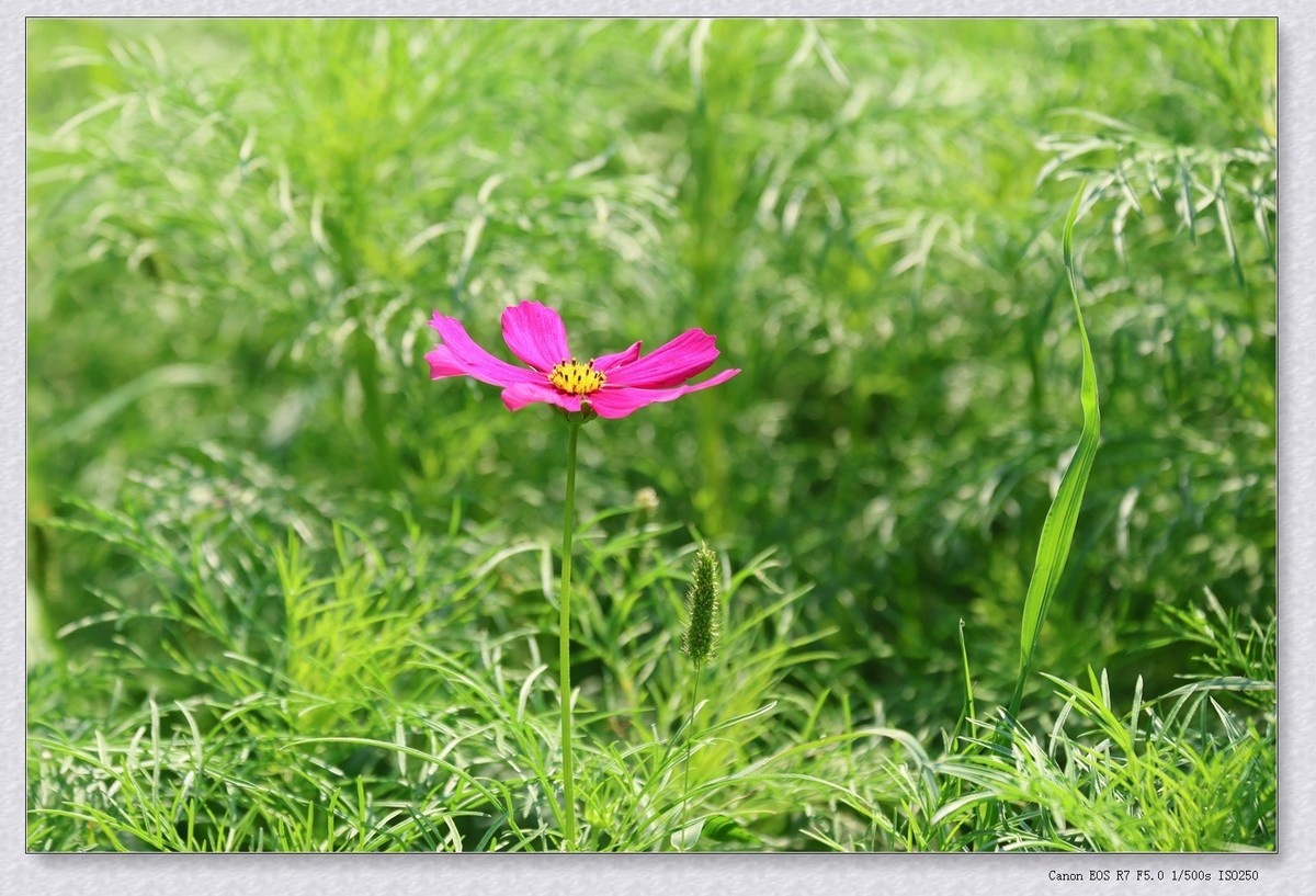 秋英花【乙巳年-154】