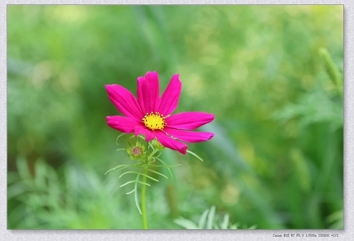 秋英花【乙巳年-154】