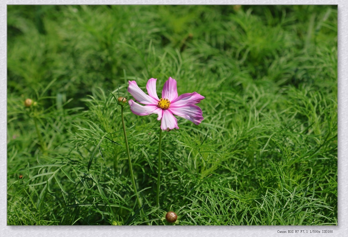 秋英花【乙巳年-154】