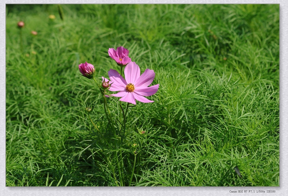 秋英花【乙巳年-154】