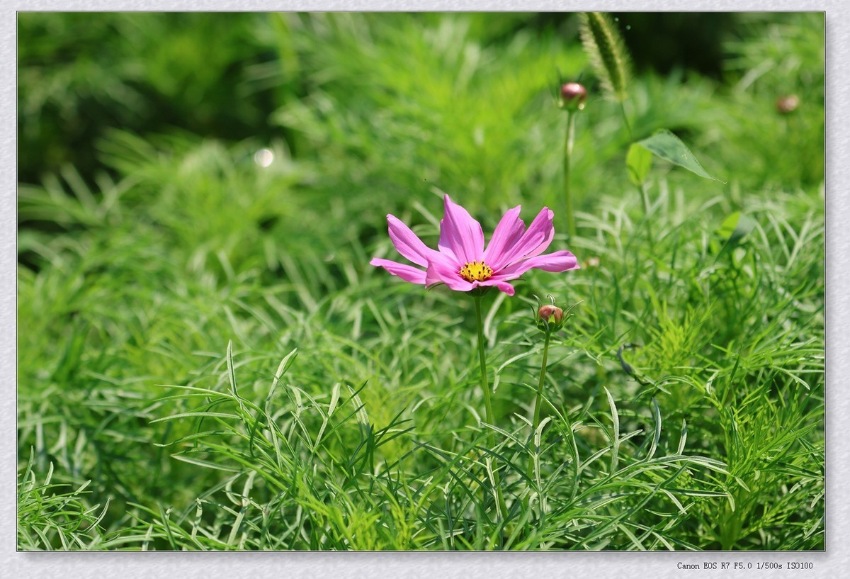 秋英花【乙巳年-154】