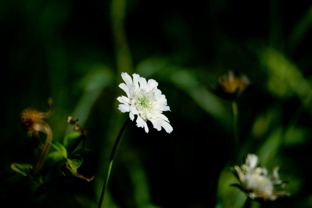 杂拍——明湖夏日 （三）