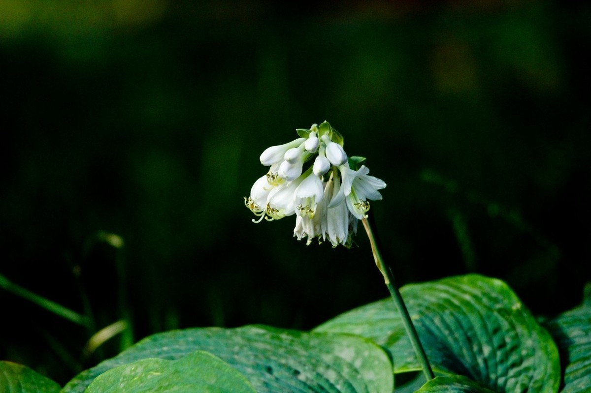杂拍——明湖夏日 （三）