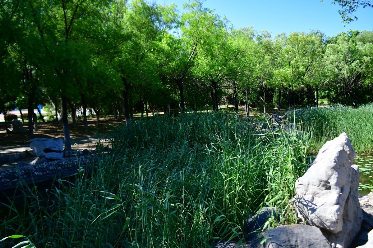 夏日里的绿意浓浓