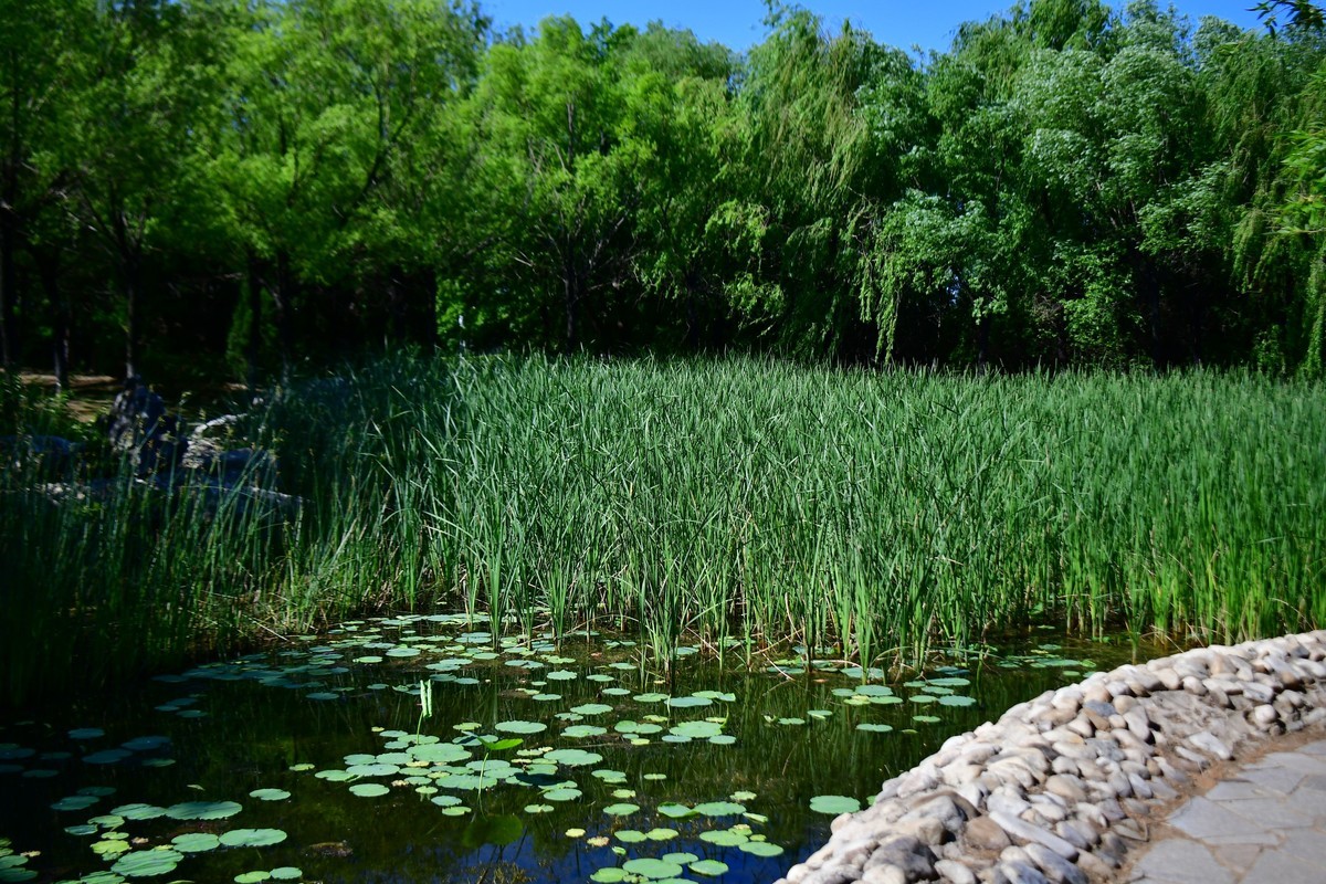 夏日里的绿意浓浓
