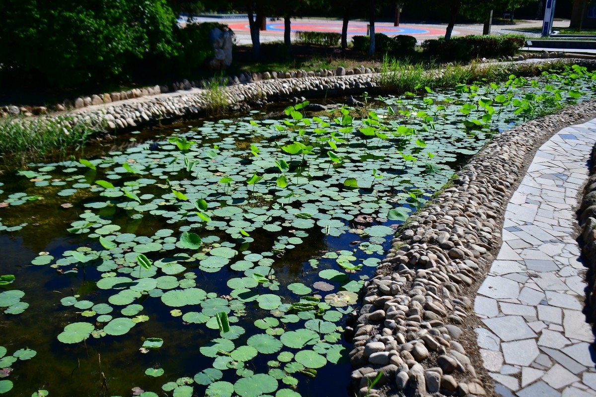 夏日里的绿意浓浓