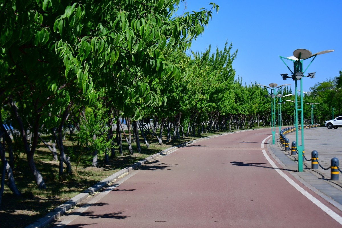夏日里的绿意浓浓