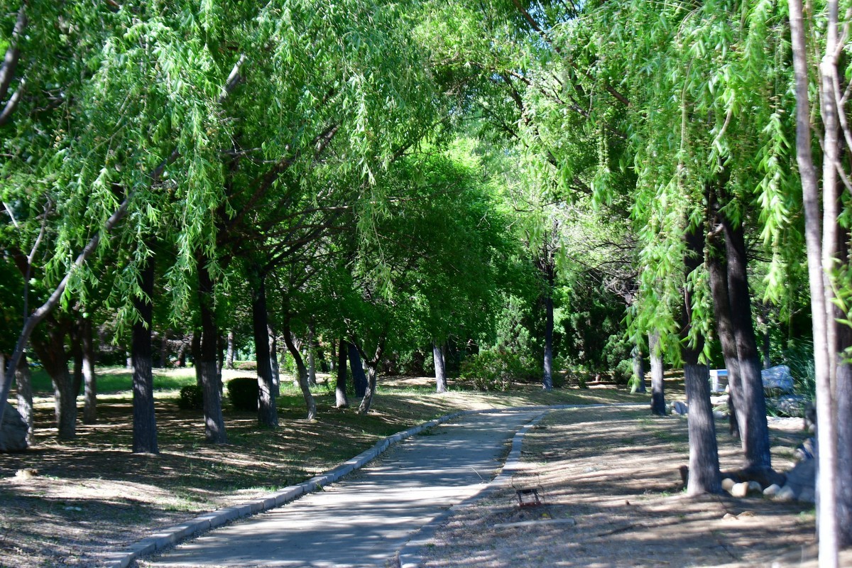 夏日里的绿意浓浓