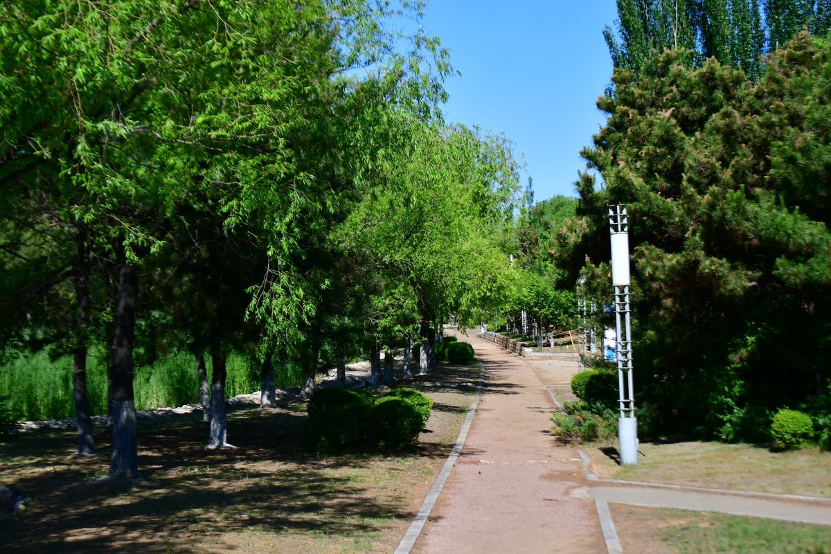 夏日里的绿意浓浓