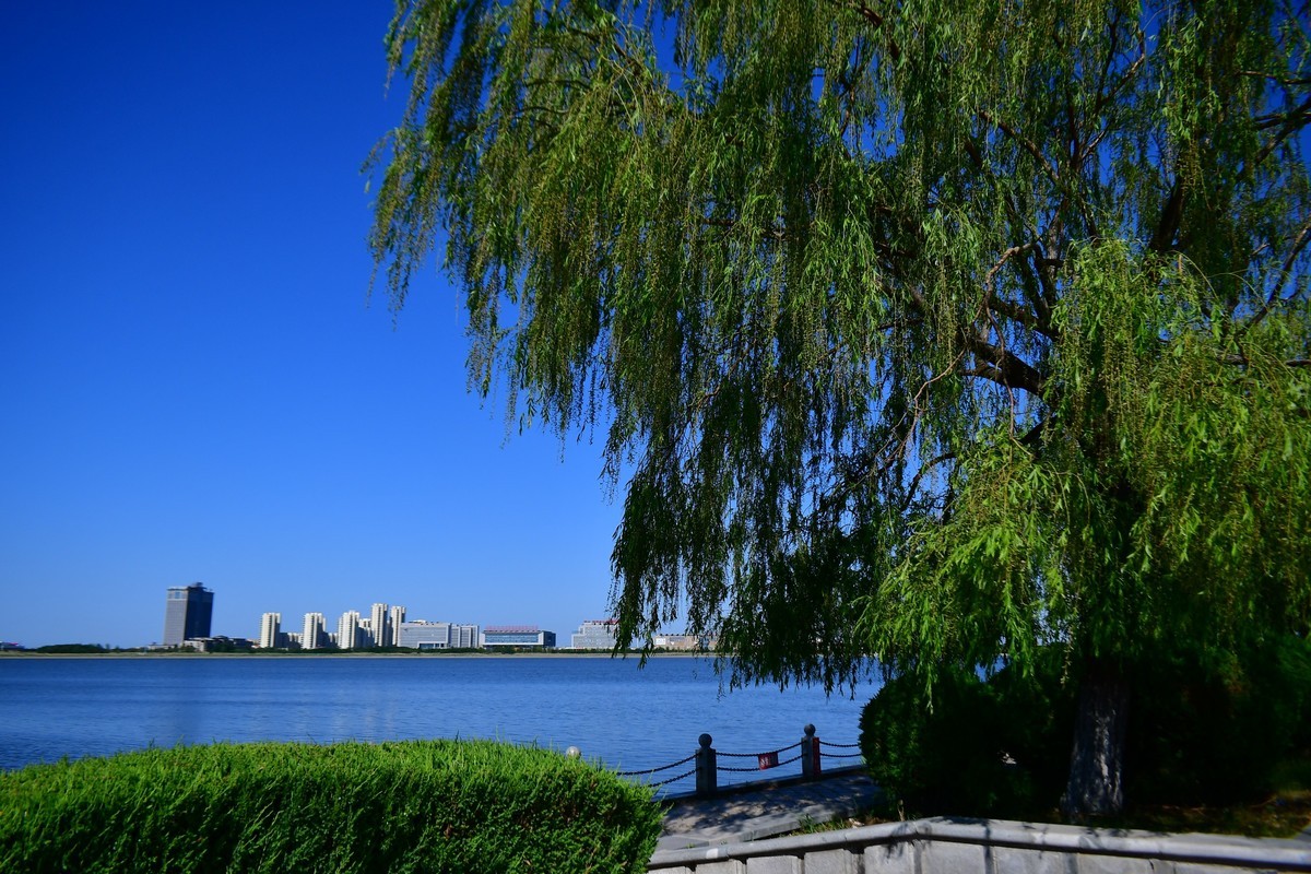 夏日里的绿意浓浓