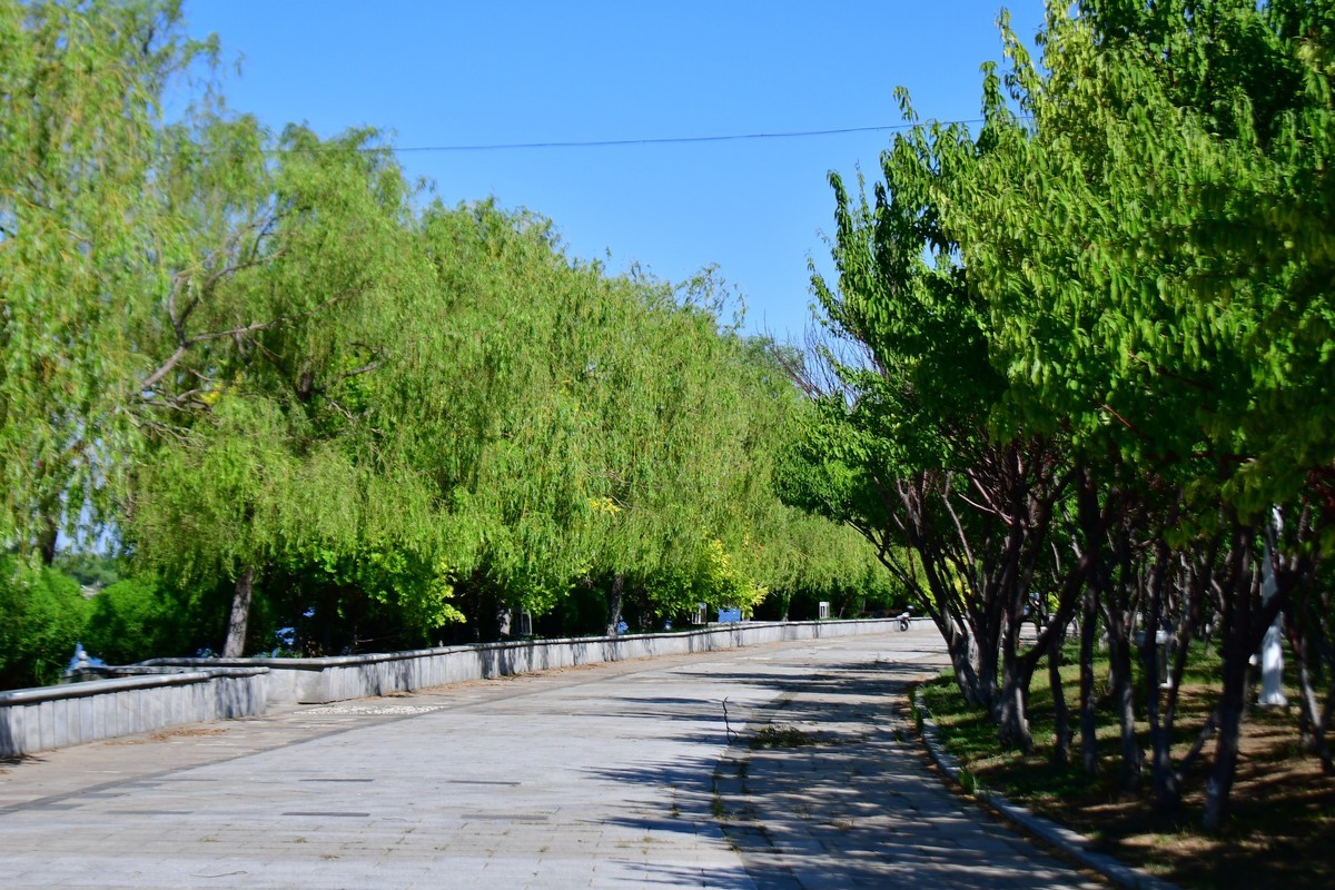夏日里的绿意浓浓