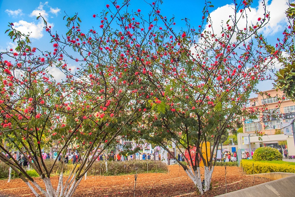 2025-06-07云南玉溪聂耳公园（二）