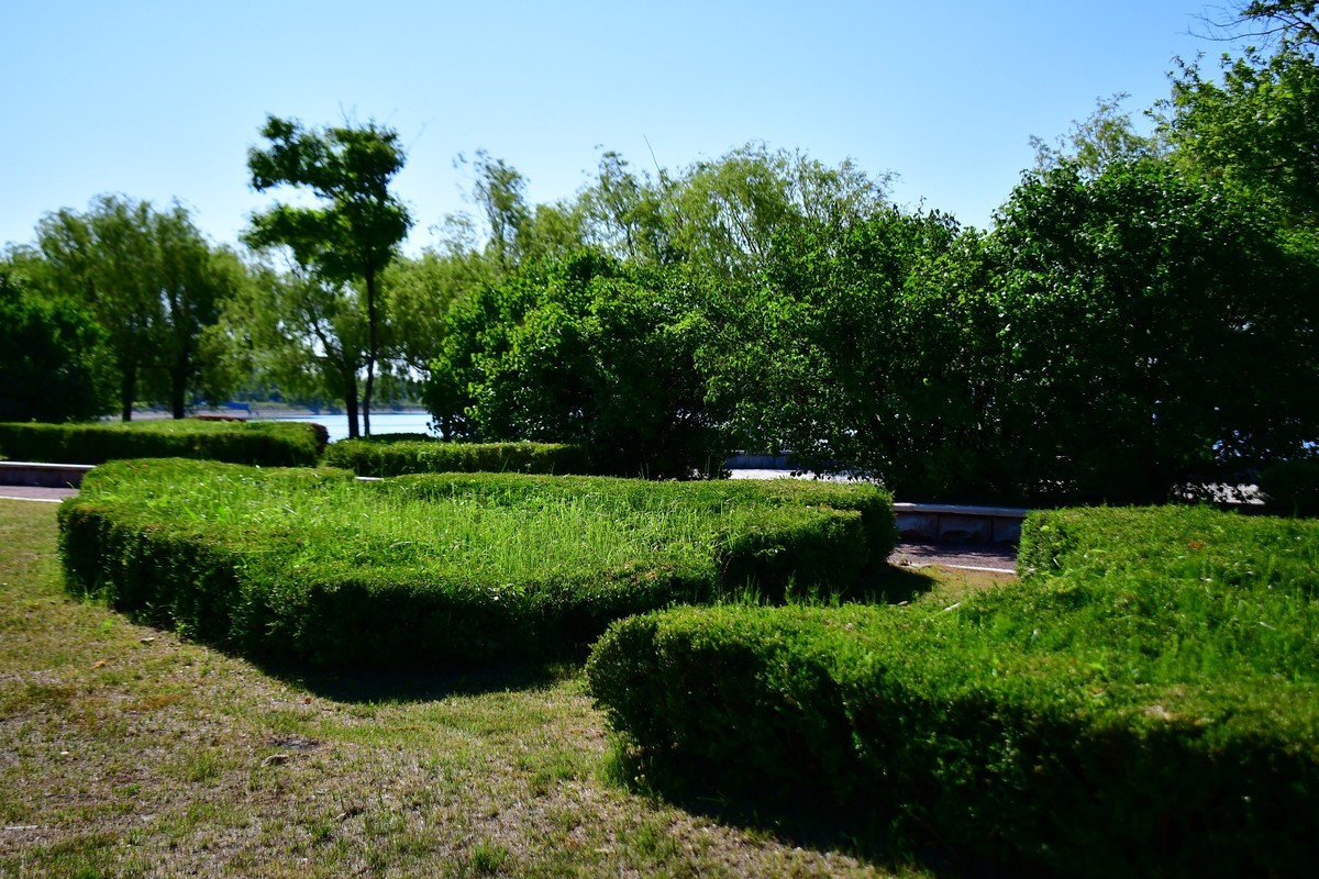 夏日里的绿意浓浓