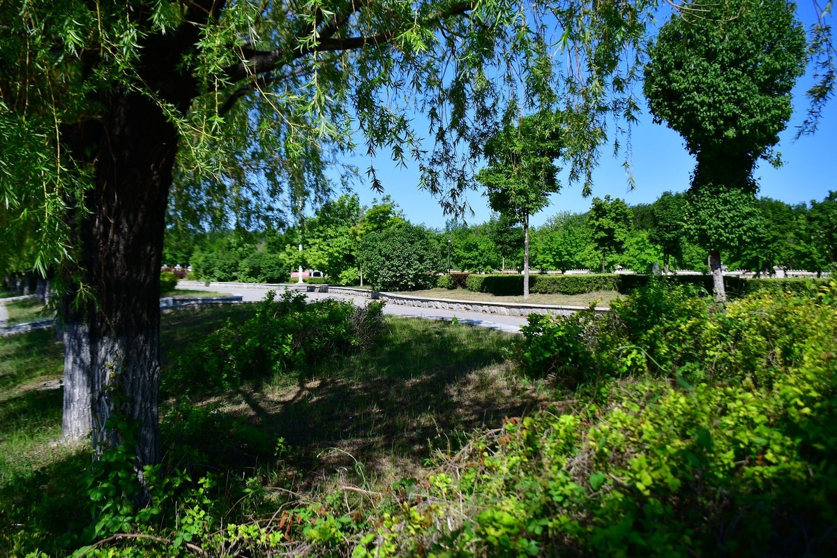 夏日里的绿意浓浓