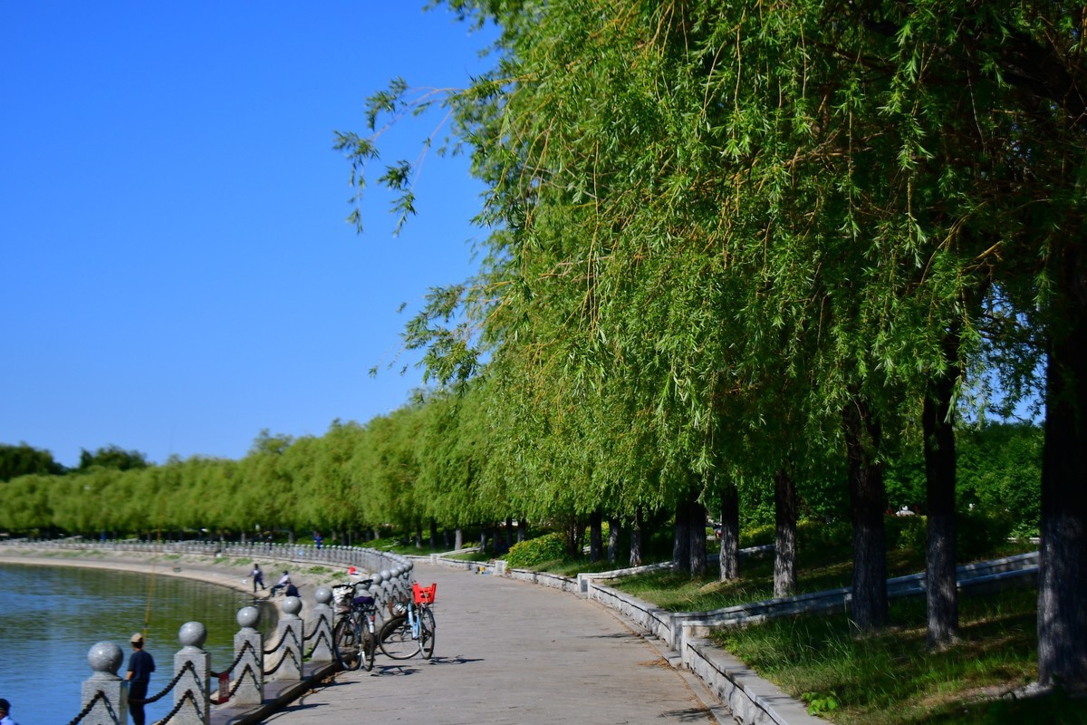 夏日里的绿意浓浓