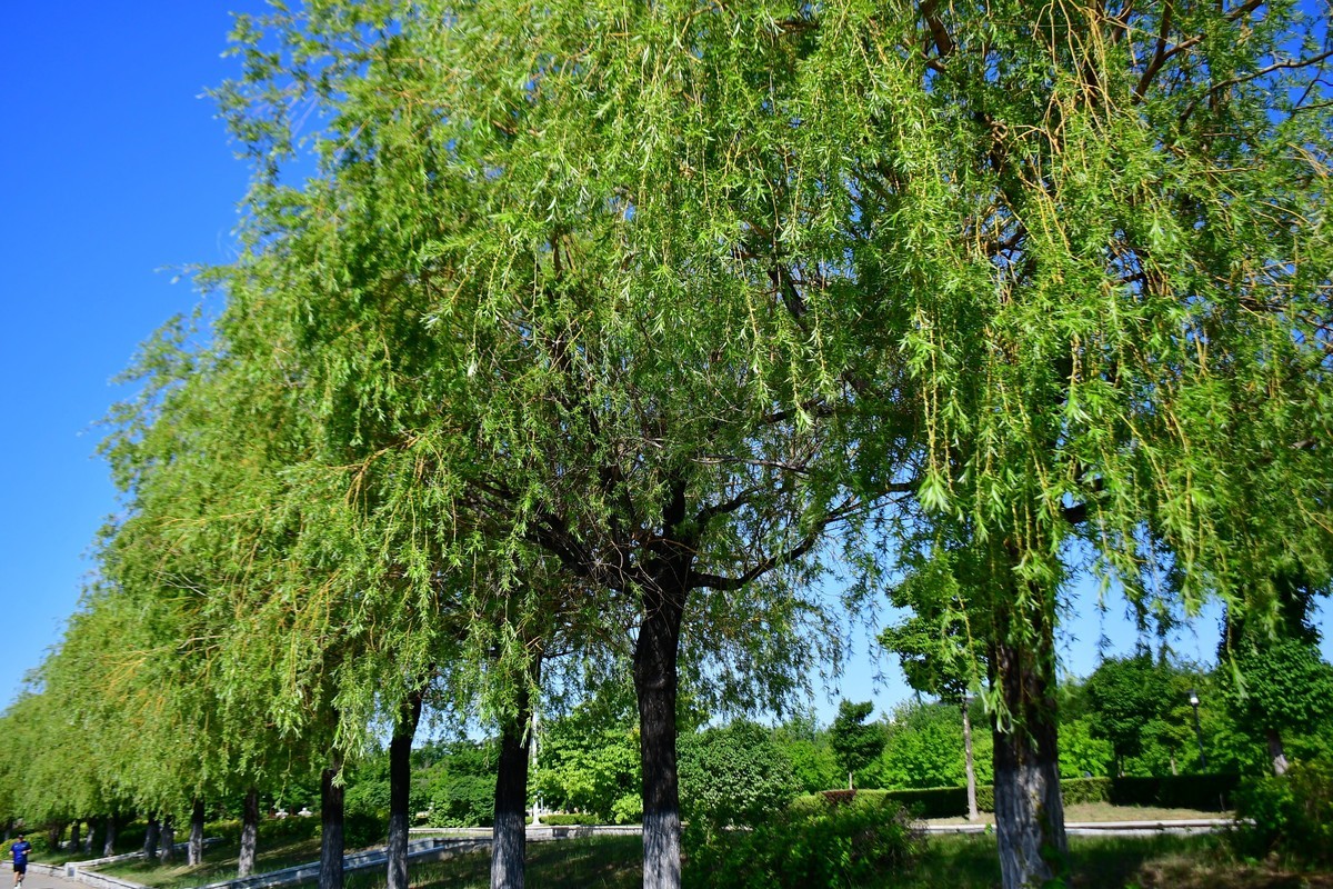 夏日里的绿意浓浓