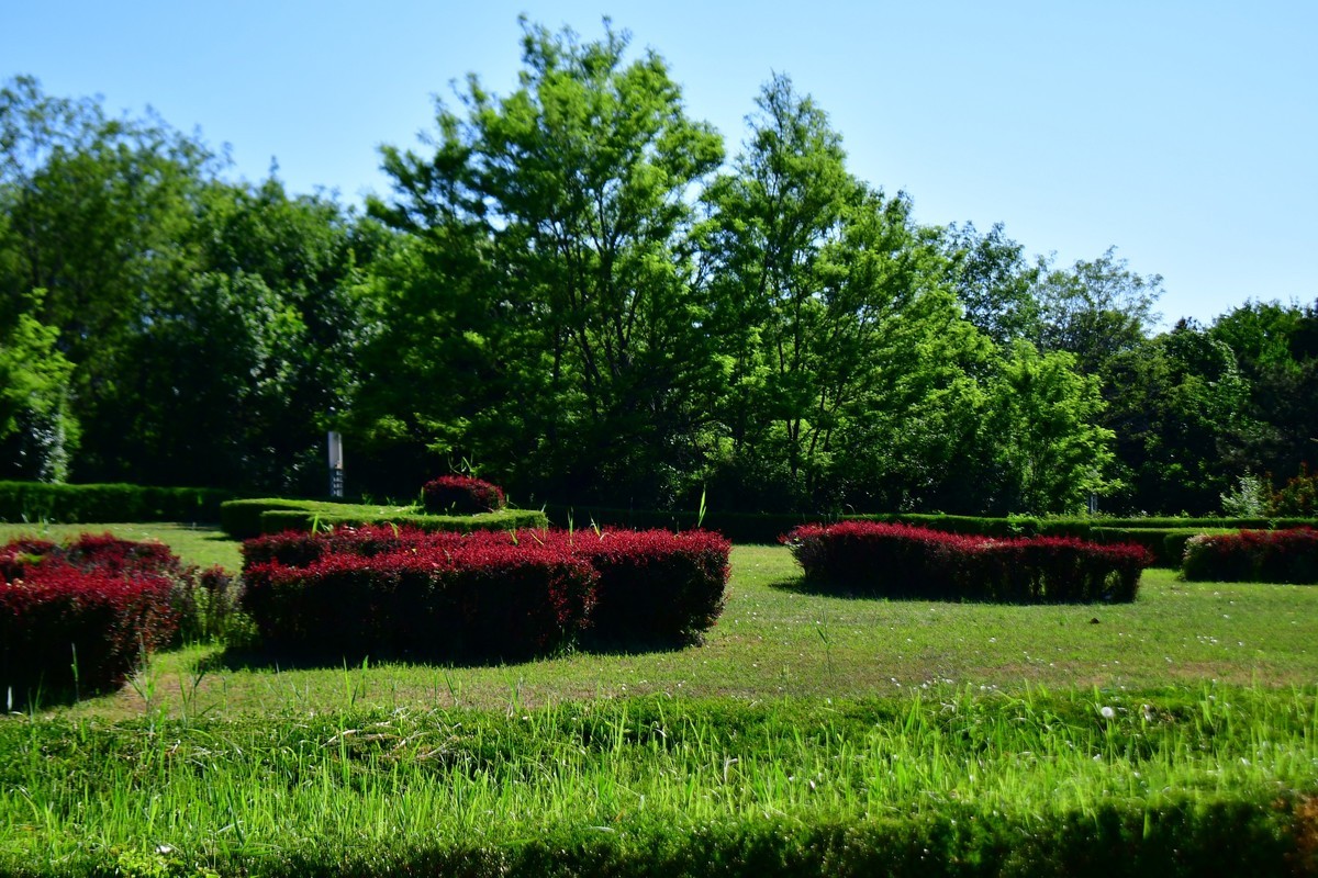夏日里的绿意浓浓
