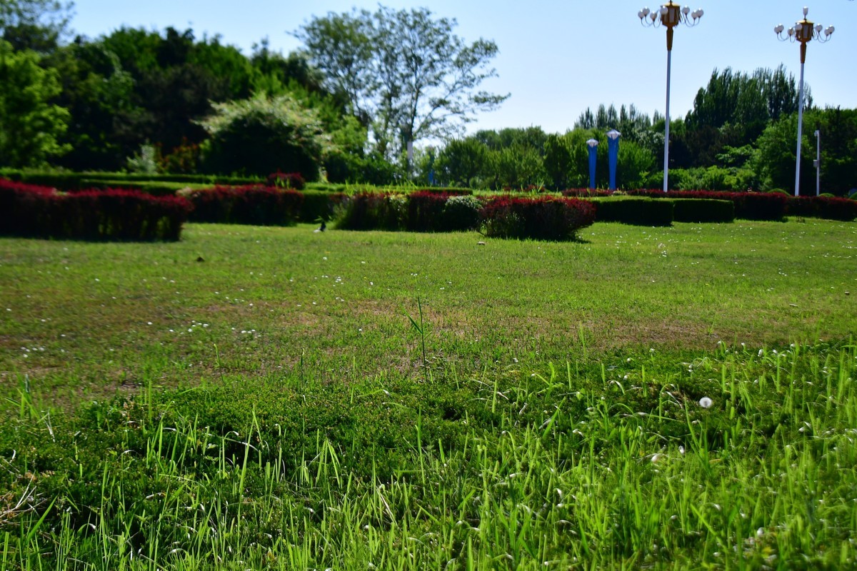 夏日里的绿意浓浓