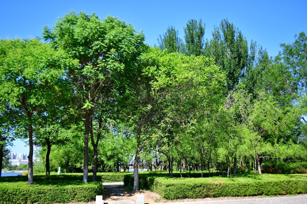 夏日里的绿意浓浓