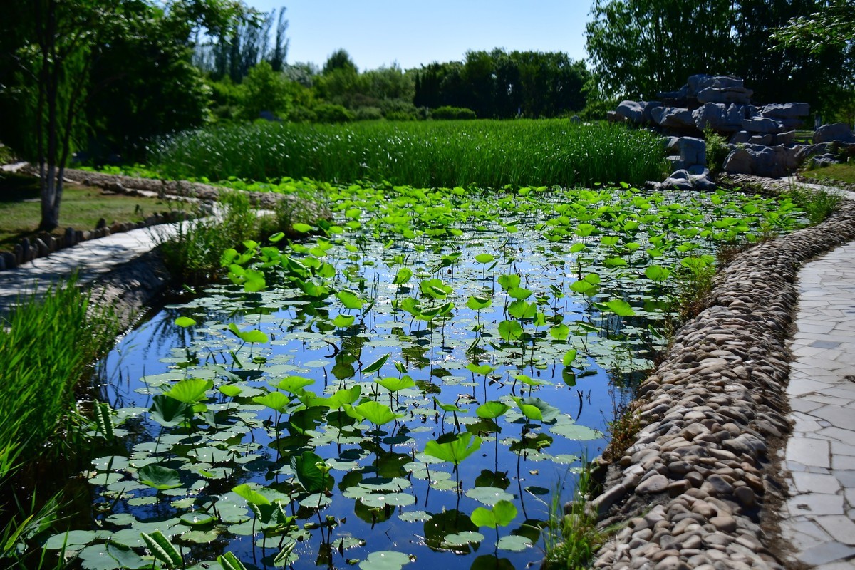 夏日里的绿意浓浓
