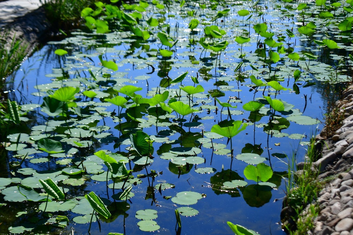 夏日里的绿意浓浓