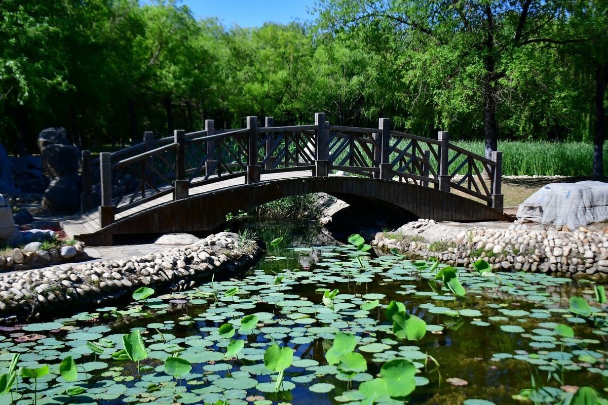 夏日里的绿意浓浓