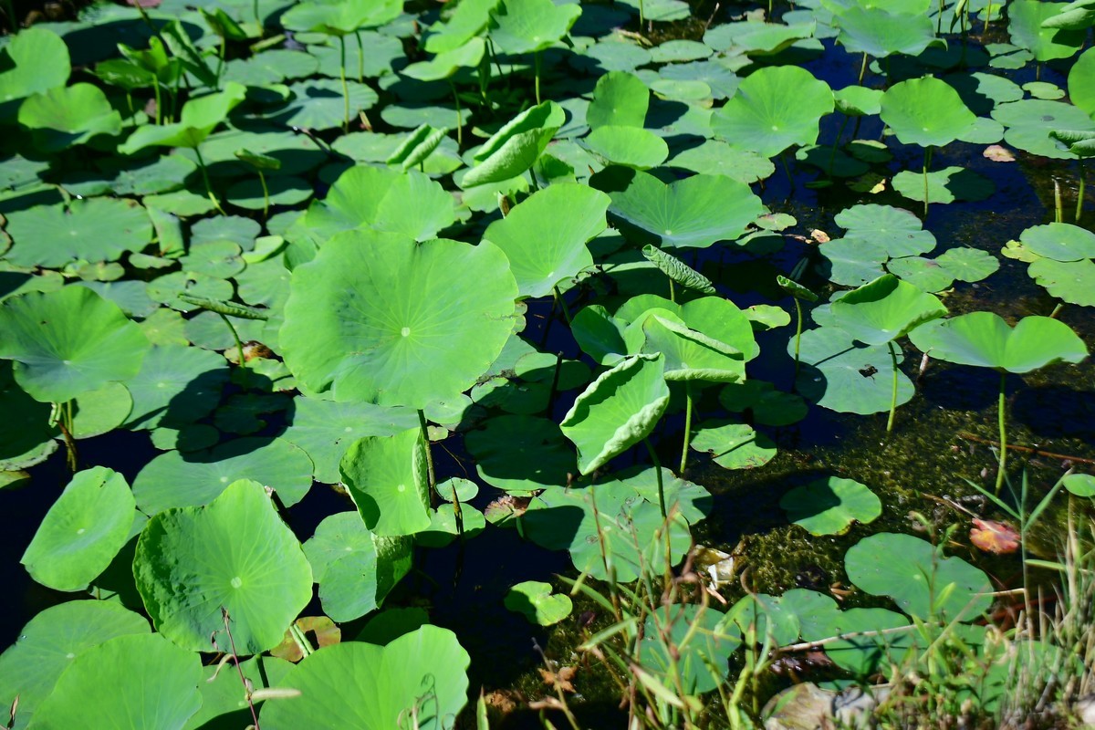 夏日里的绿意浓浓