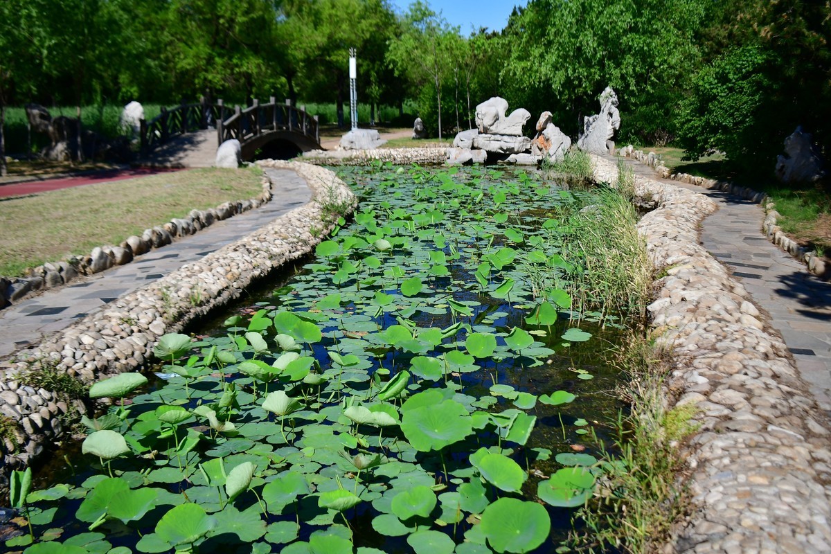 夏日里的绿意浓浓