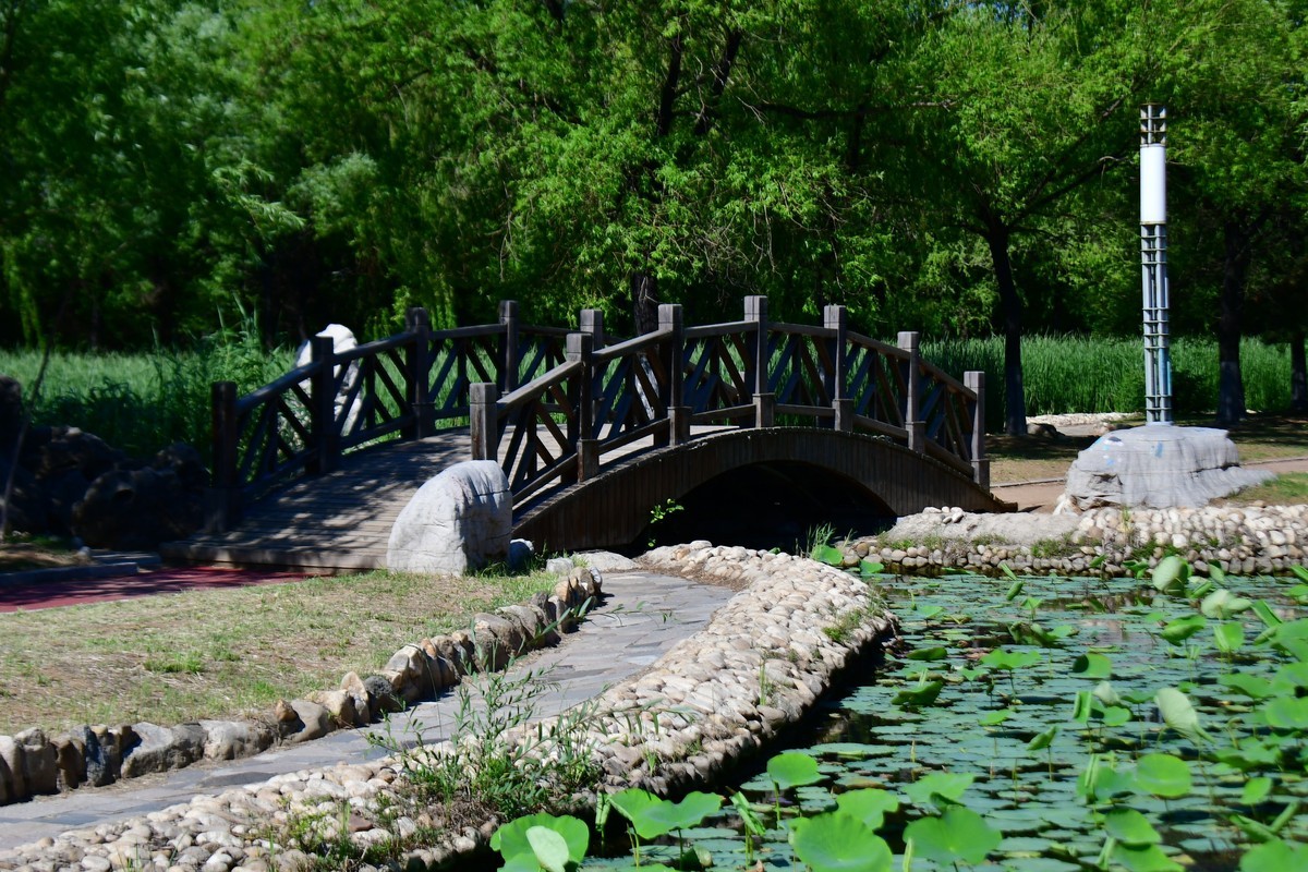 夏日里的绿意浓浓