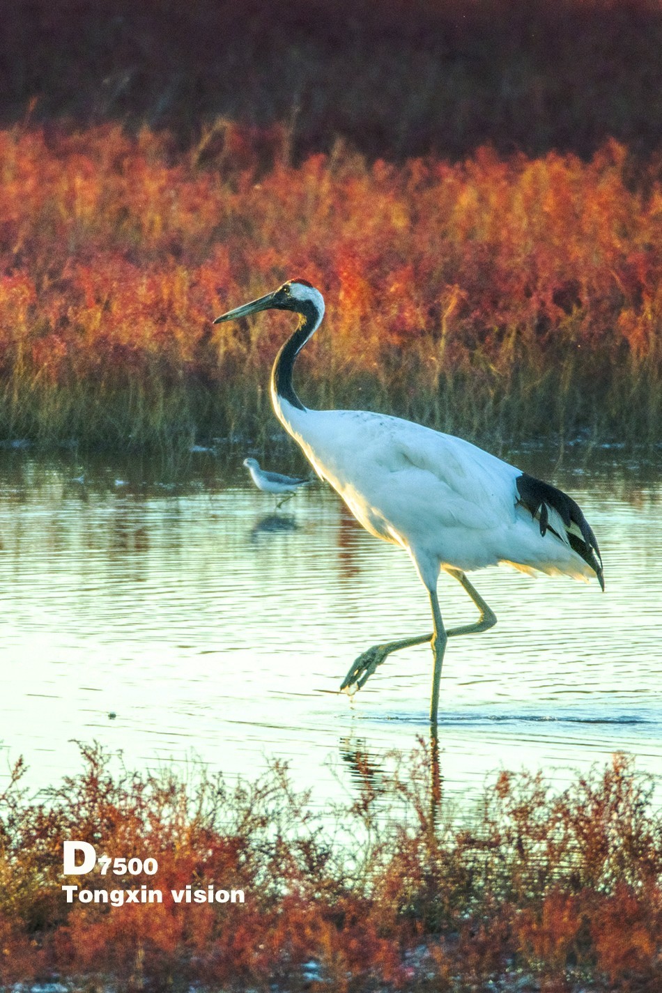 湿地里的丹顶鹤121