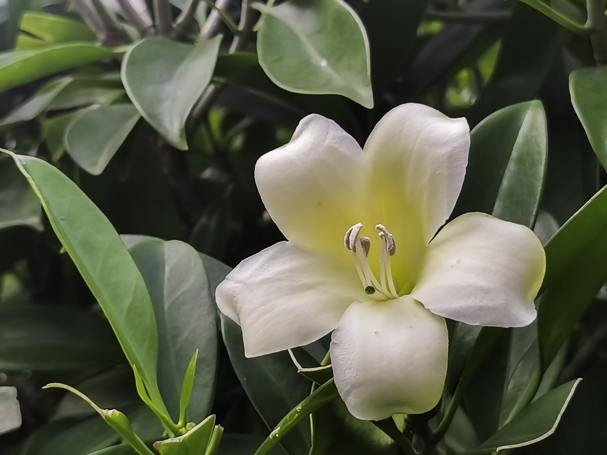 非洲茉莉花 ～ 掠影