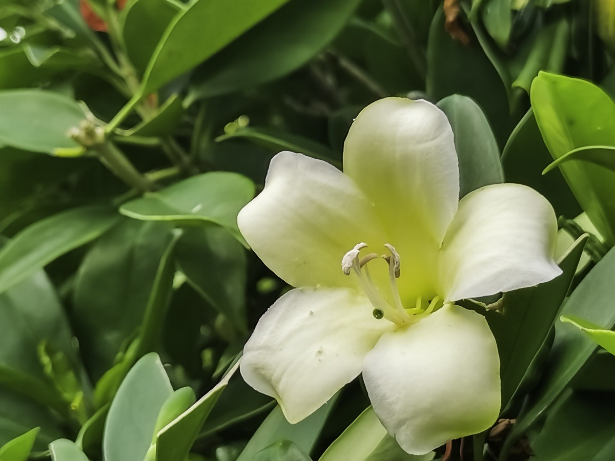 非洲茉莉花 ～ 掠影