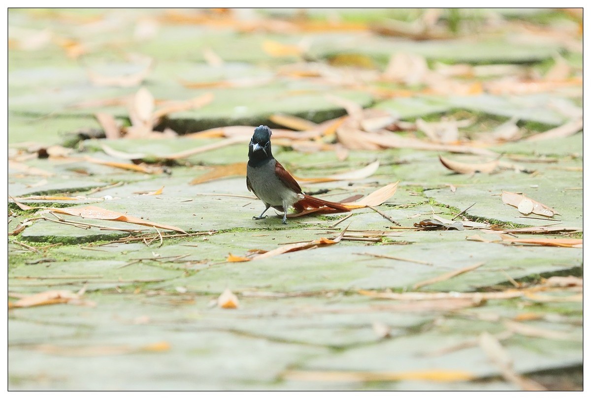 绶带（公鸟）清晨从竹林下到小路上觅食