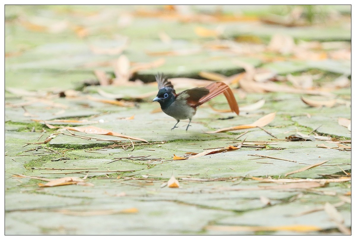 绶带（公鸟）清晨从竹林下到小路上觅食
