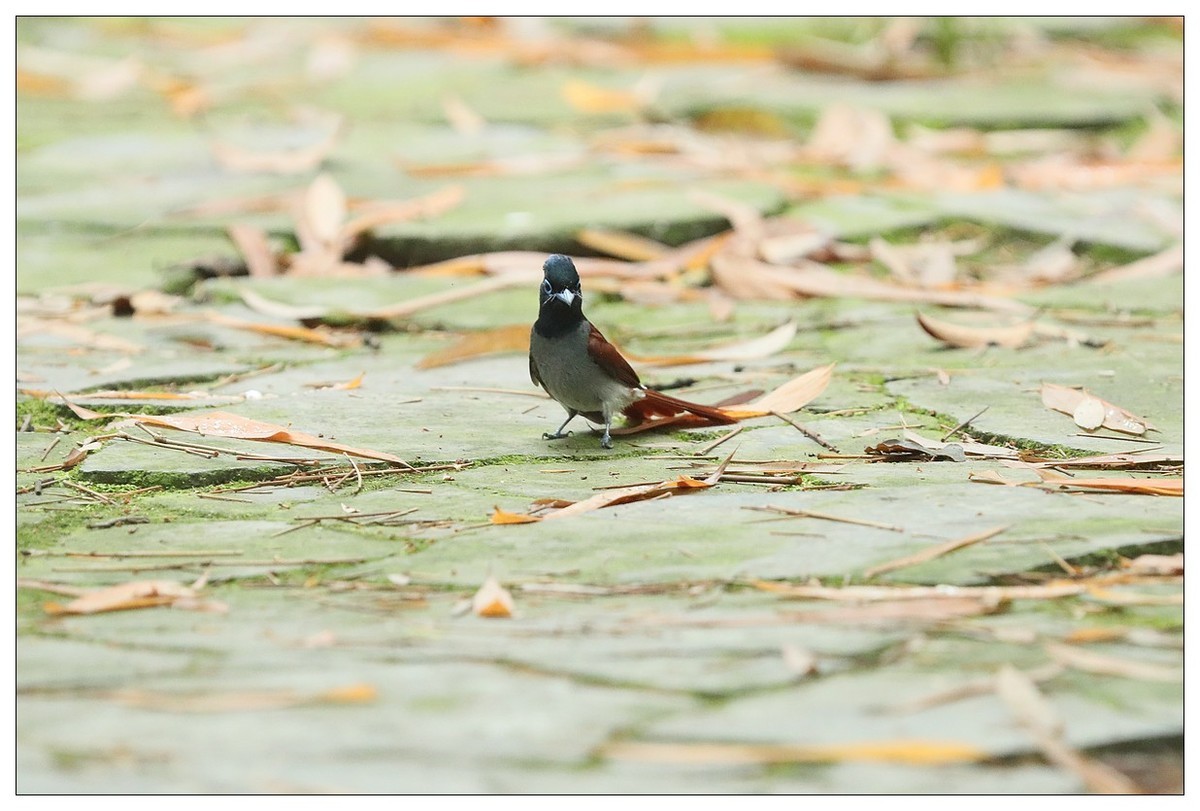 绶带（公鸟）清晨从竹林下到小路上觅食