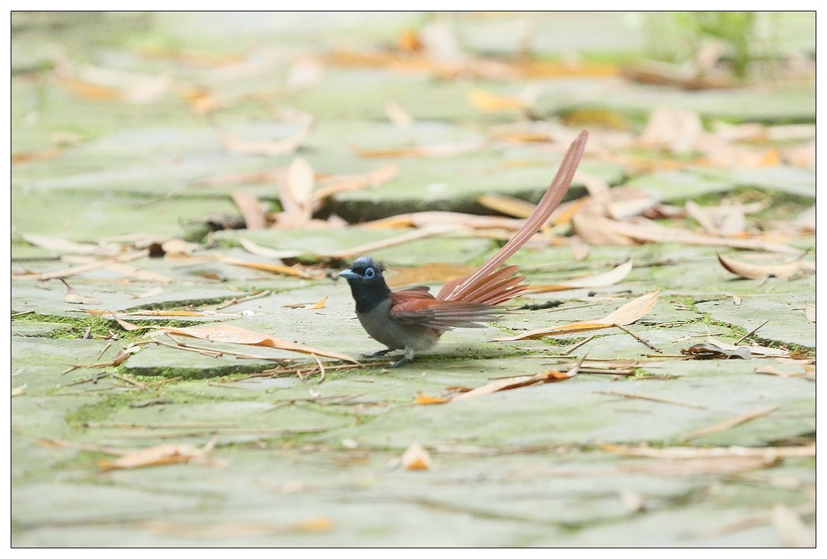 绶带（公鸟）清晨从竹林下到小路上觅食