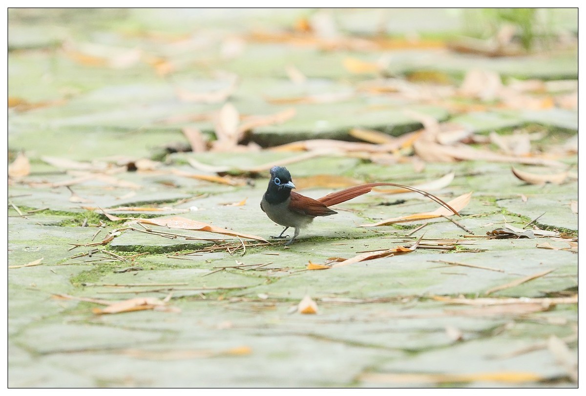 绶带（公鸟）清晨从竹林下到小路上觅食
