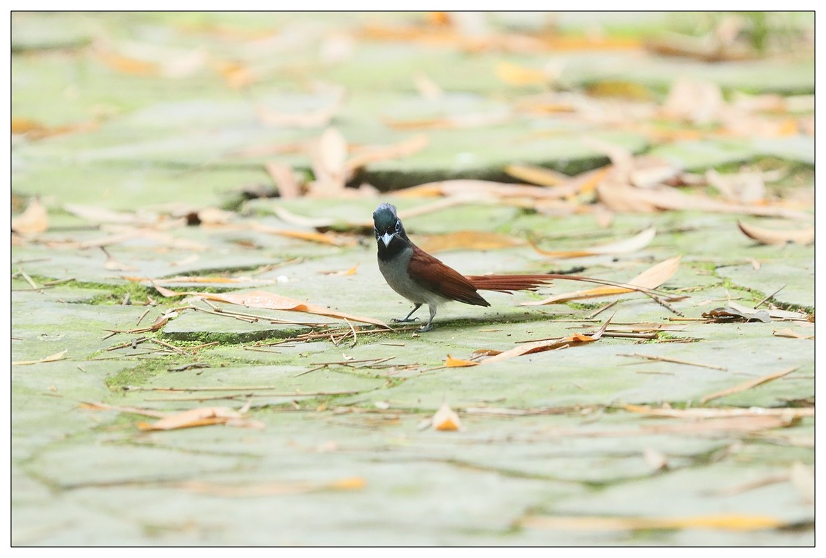 绶带（公鸟）清晨从竹林下到小路上觅食