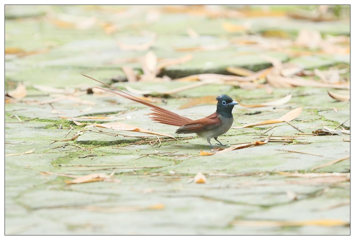 绶带（公鸟）清晨从竹林下到小路上觅食