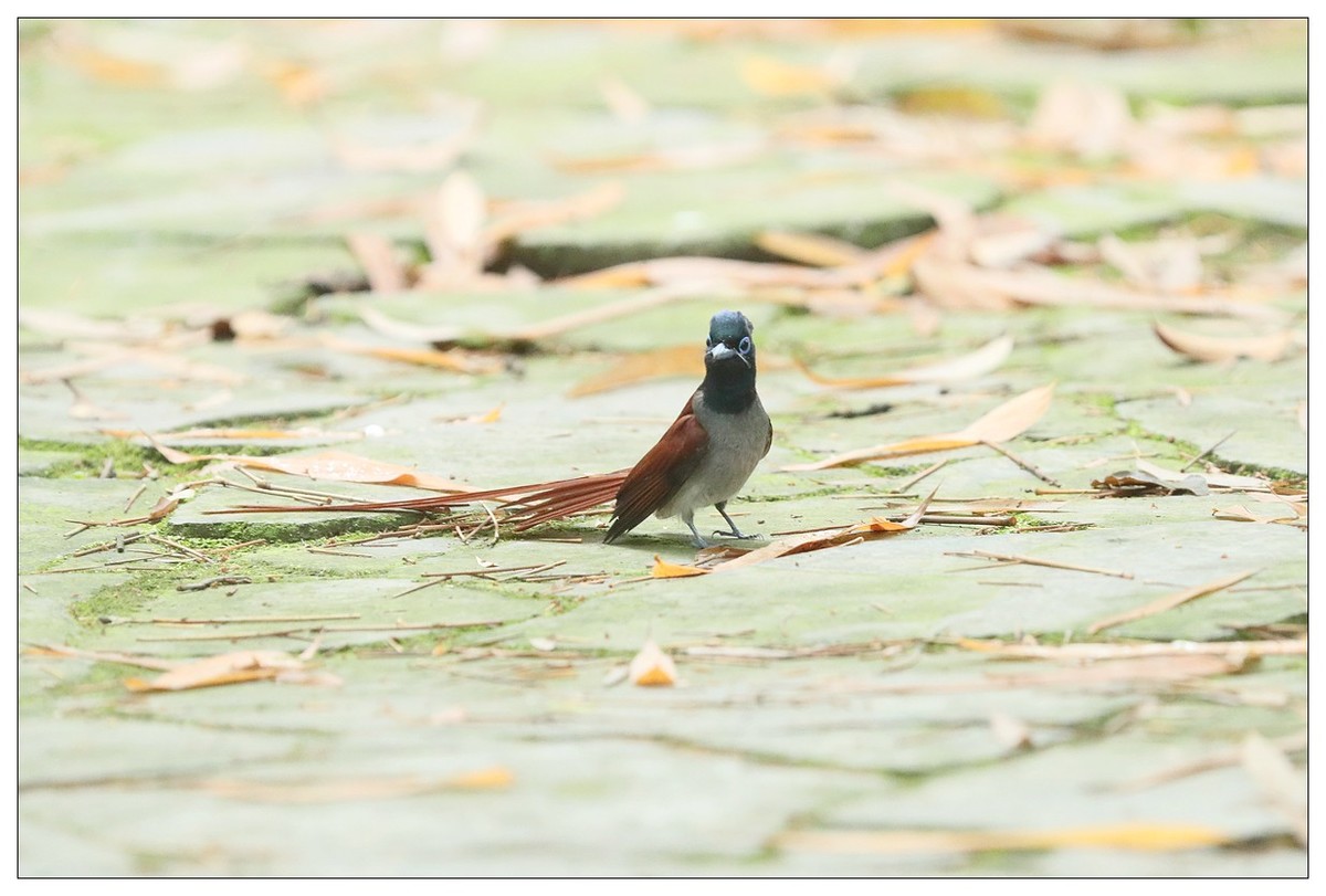 绶带（公鸟）清晨从竹林下到小路上觅食